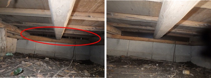 イタチ駆除　筑前町