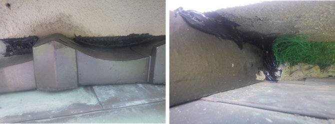 イタチ駆除　筑前町