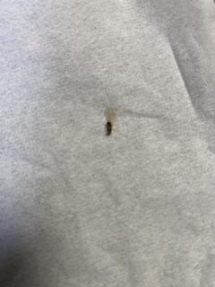 シロアリ　飯塚市