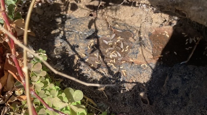 シロアリ 北九州市