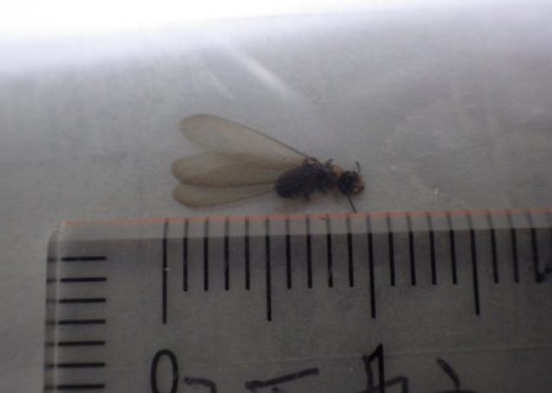 シロアリ 北九州市