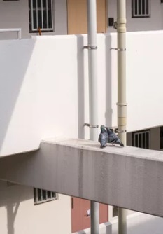 ハト 団地 宗像市