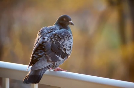 ハト 団地 宗像市