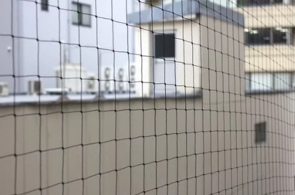 ハト 団地 宗像市