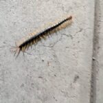 福津市のムカデ駆除事例をご紹介！【ムカデ動画あり】