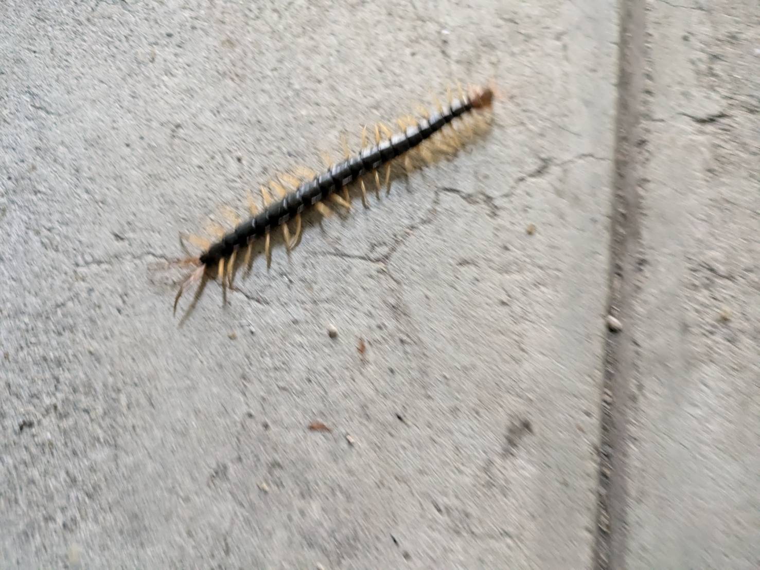 ムカデ駆除 福津市