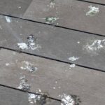 福岡市東区のお店からハト駆除のご依頼事例