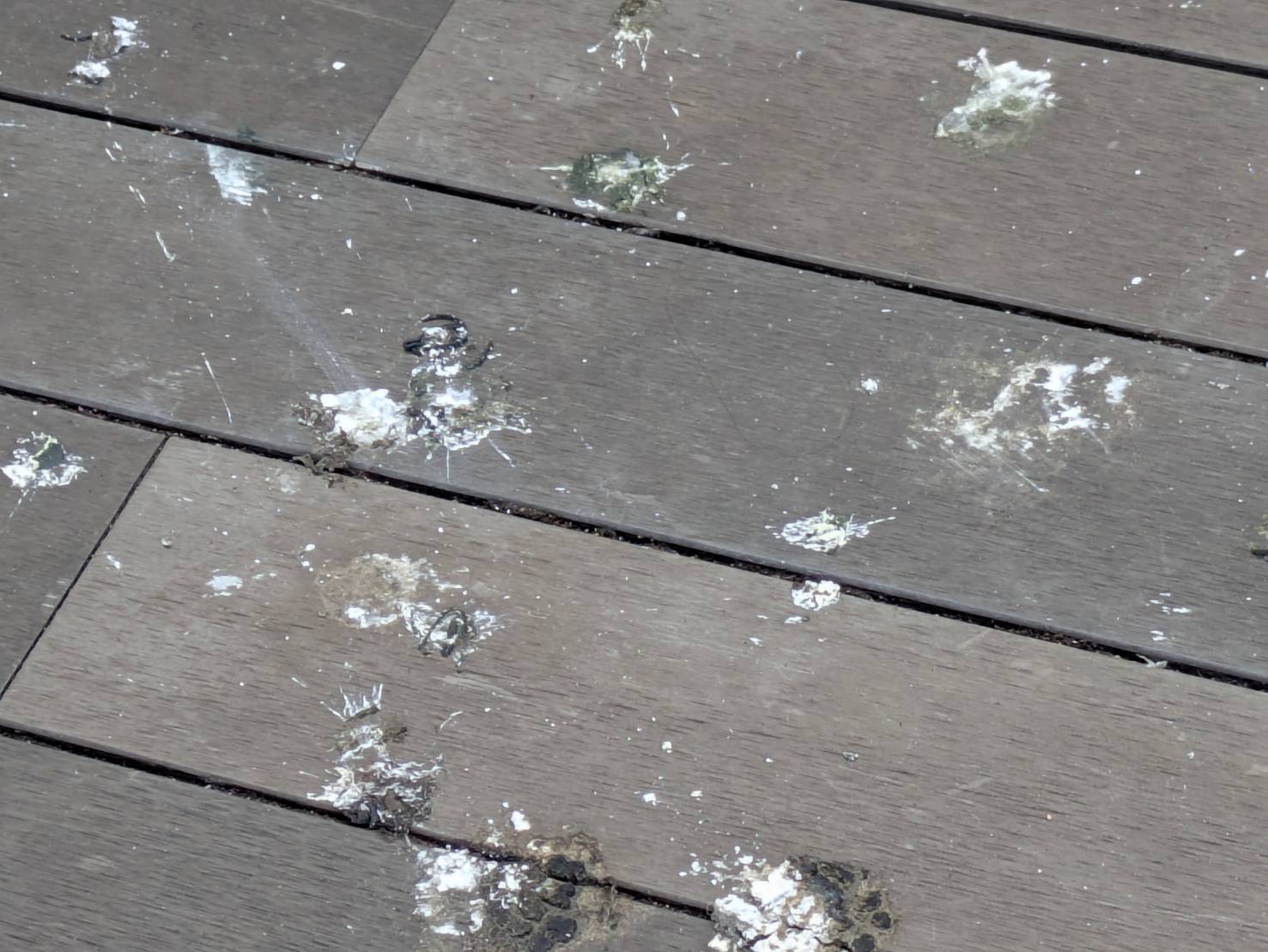 ハト　店　福岡市東区