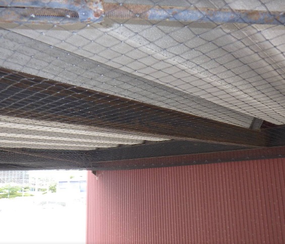 ハト　店　福岡市東区