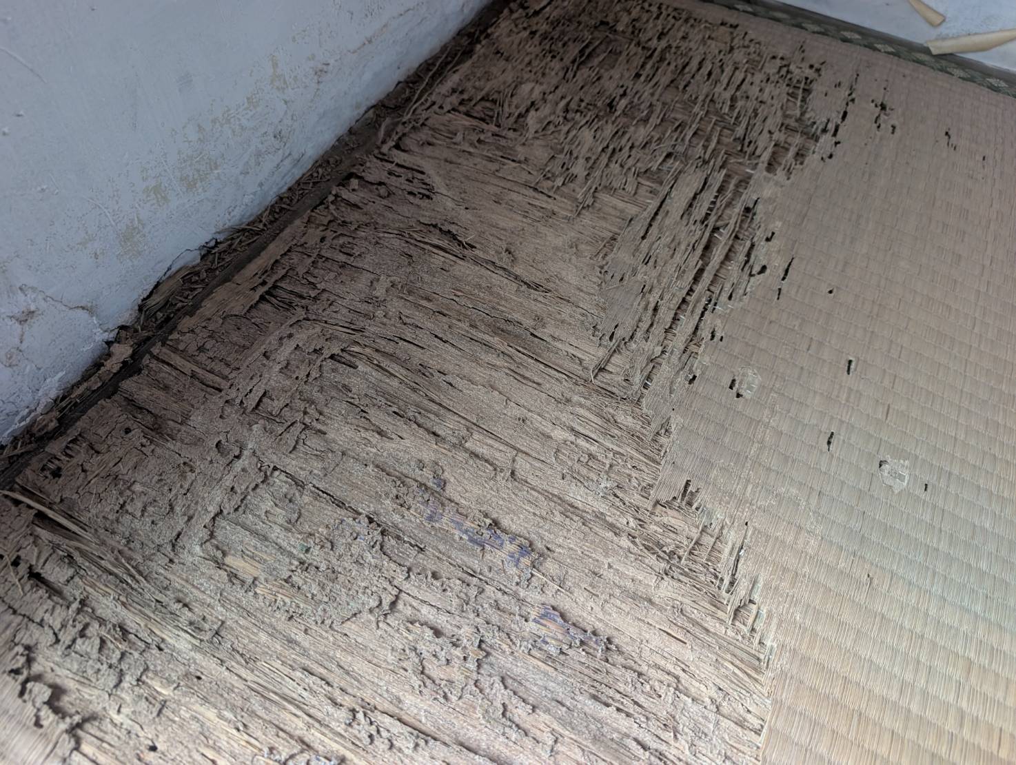 イエシロアリ　飯塚市