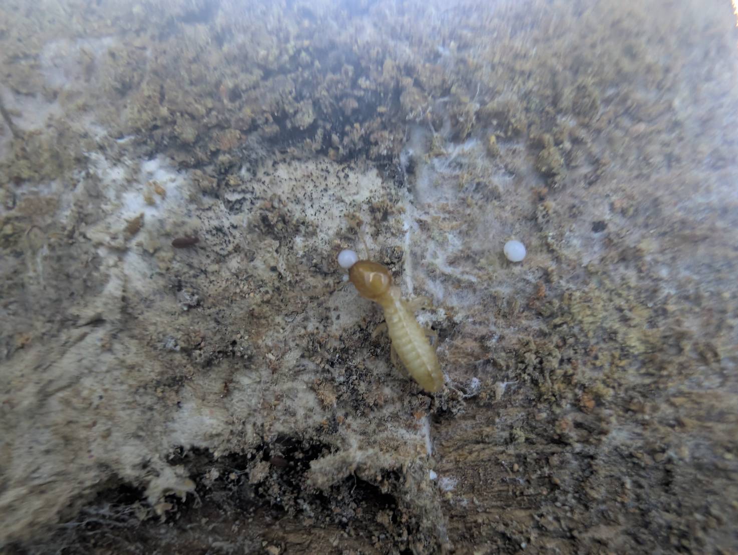 イエシロアリ　飯塚市