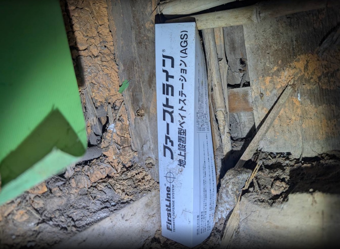 イエシロアリ　飯塚市