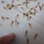 【飯塚市】タンスを動かしたらシロアリが！イエシロアリの駆除事例のご紹介