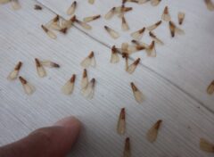 イエシロアリ　飯塚市