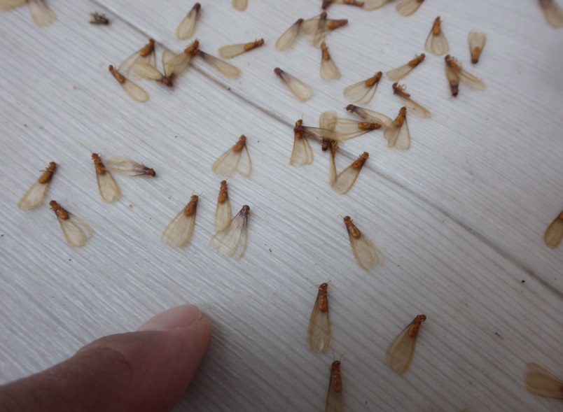 イエシロアリ　飯塚市