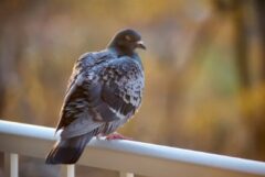 ハト マンション 飯塚市