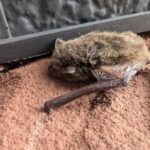 コウモリが天井に！水巻町からコウモリ侵入防除事例【コウモリの声動画あり】