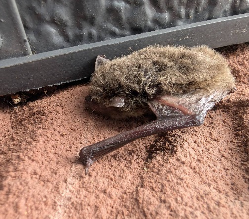 コウモリ駆除　水巻町