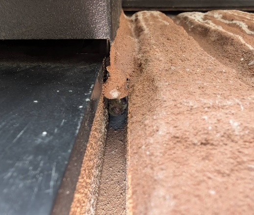 コウモリ駆除　水巻町