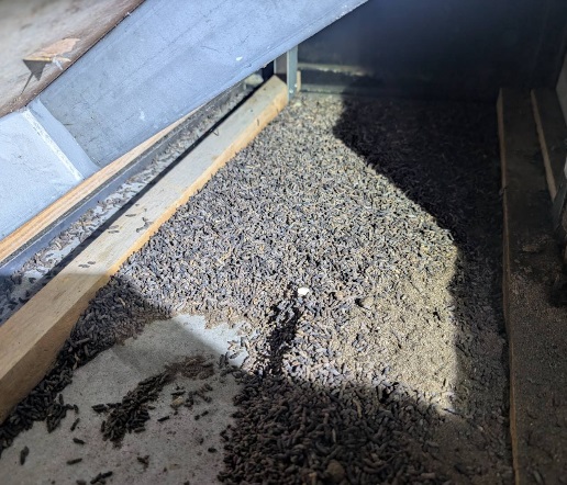 コウモリ駆除　水巻町