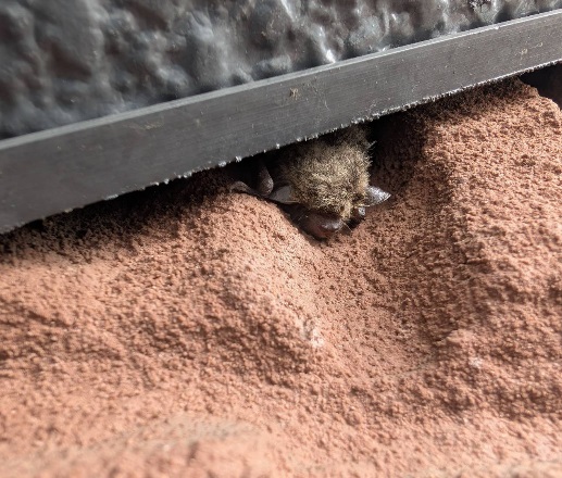 コウモリ駆除　水巻町