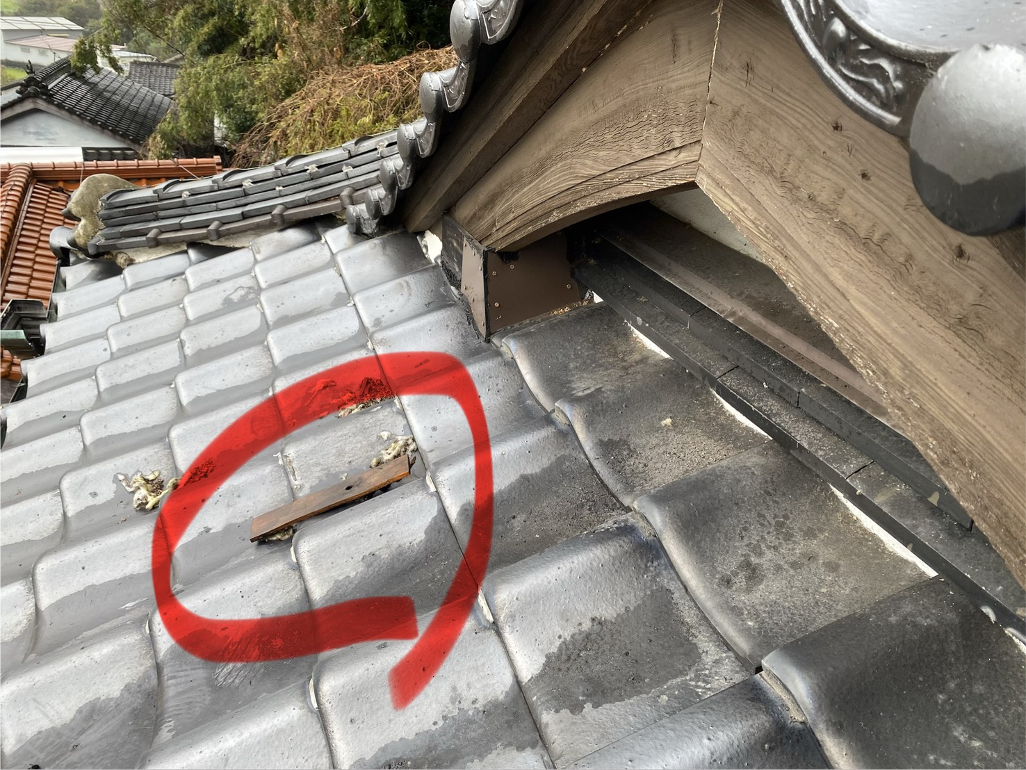 アライグマ駆除 水巻町