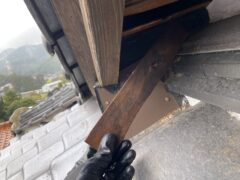 アライグマ駆除　水巻町