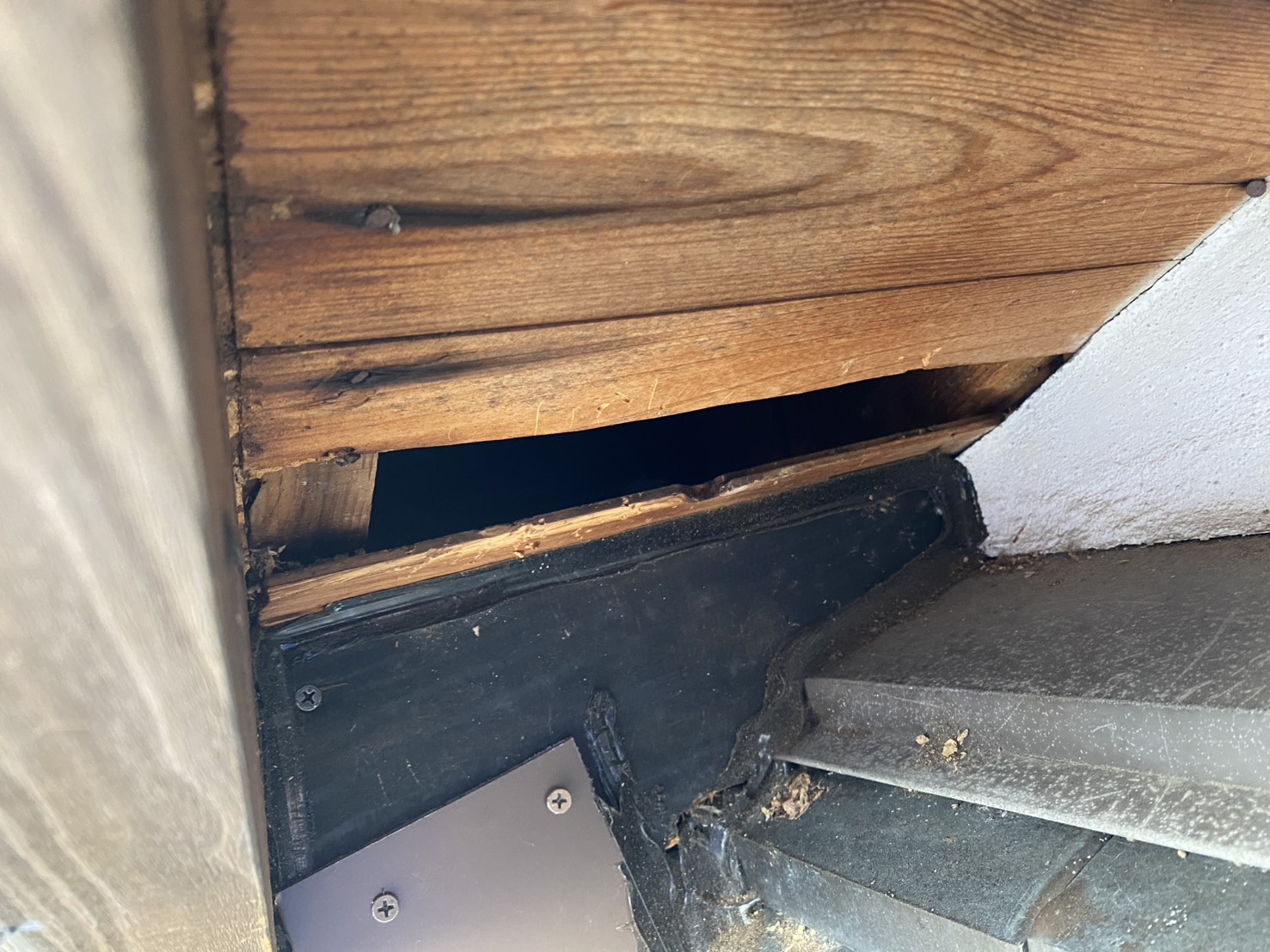 アライグマ駆除 水巻町