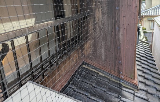 ハト 一軒家 中間市