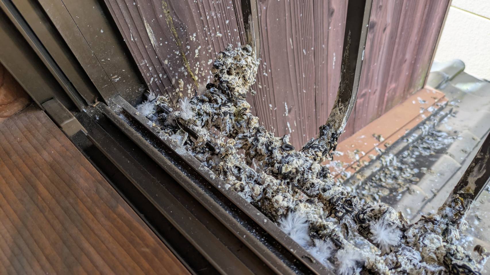 ハト 一軒家 中間市