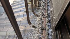 福岡市城南区でお店のハト被害