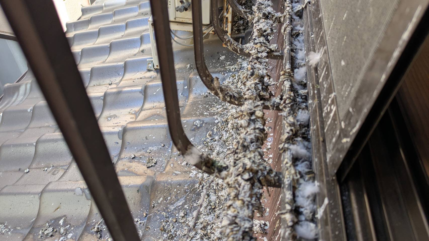 ハト 一軒家 中間市