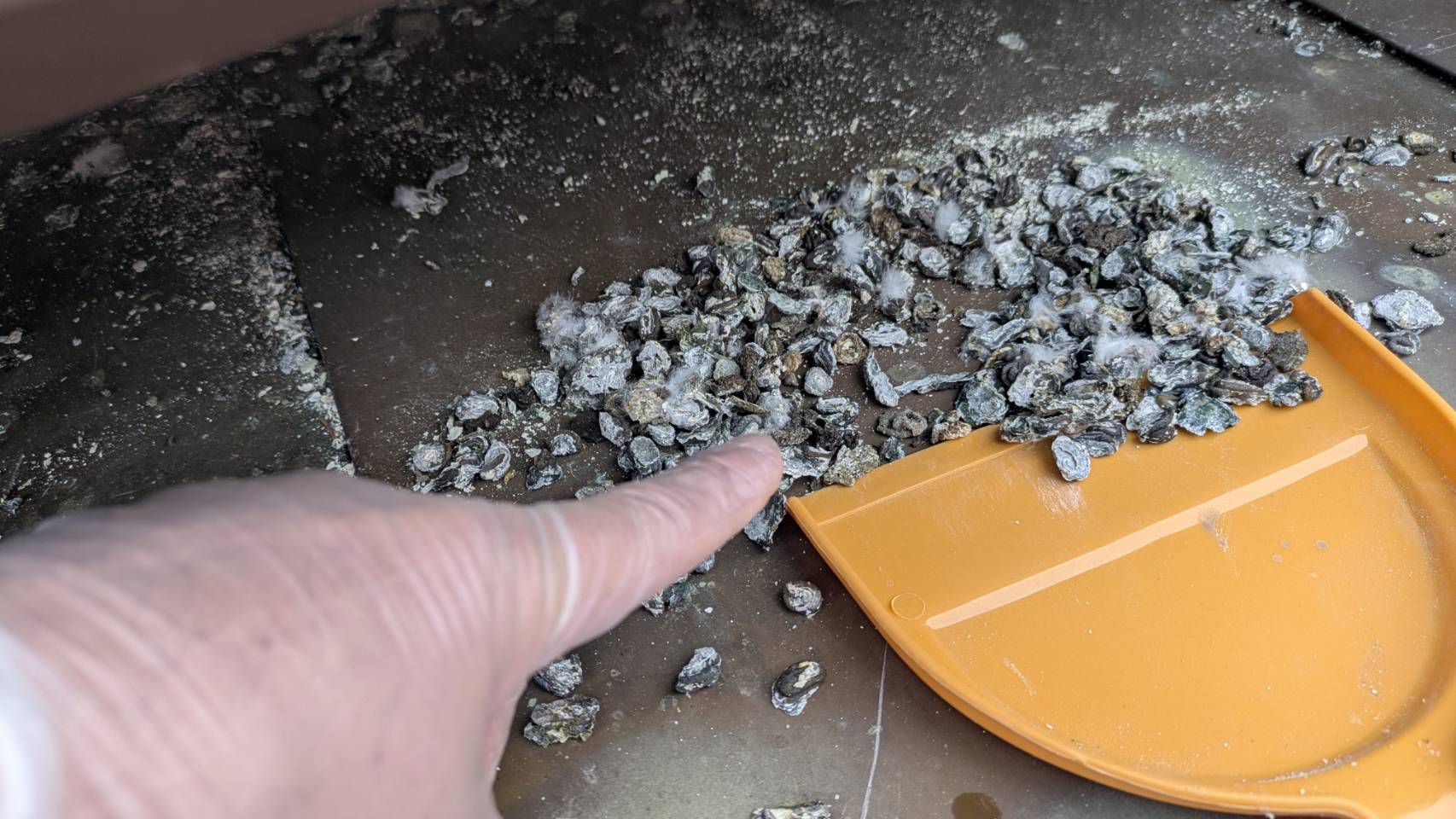 ハト 一軒家 中間市