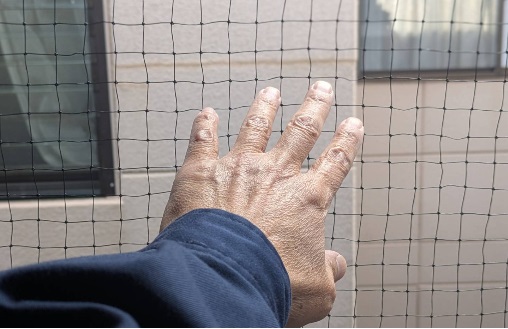 ハト 一軒家 中間市