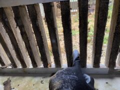 ネズミ駆除 飯塚市