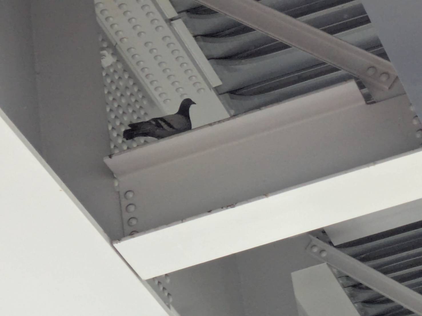 ハト駆除 店舗 新宮町