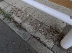 福岡市　ハト被害　公共施設