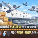 【福岡市】ハト被害が工場や倉庫で深刻化｜鳩の対策・駆除方法を解説