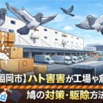 【福岡市】ハト被害が工場や倉庫で深刻化｜鳩の対策・駆除方法を解説