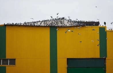 ハト 工場 倉庫 福岡市