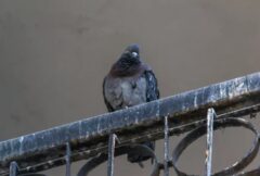 芦屋町のハトのフン被害