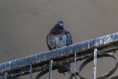 ハト 工場 倉庫 福岡市