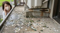 須恵町の一軒家で、ハトのフンが大量に堆積し、コンクリートが腐食し始めているベランダの床。汚染による健康被害と建物劣化の深刻さを強調。