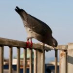 ハト駆除 若宮市で増えるベランダ被害と効果的な対処法