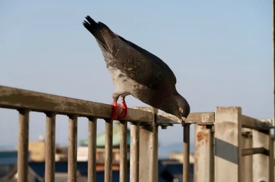 ハト駆除　若宮市