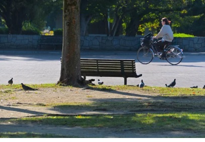 ハト 公共施設 福岡市