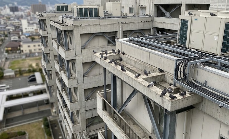 ハト 病院 北九州市