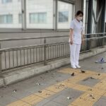 北九州市の病院向けハト対策！院内感染を防ぐ確実な駆除方法せない確実な駆除法