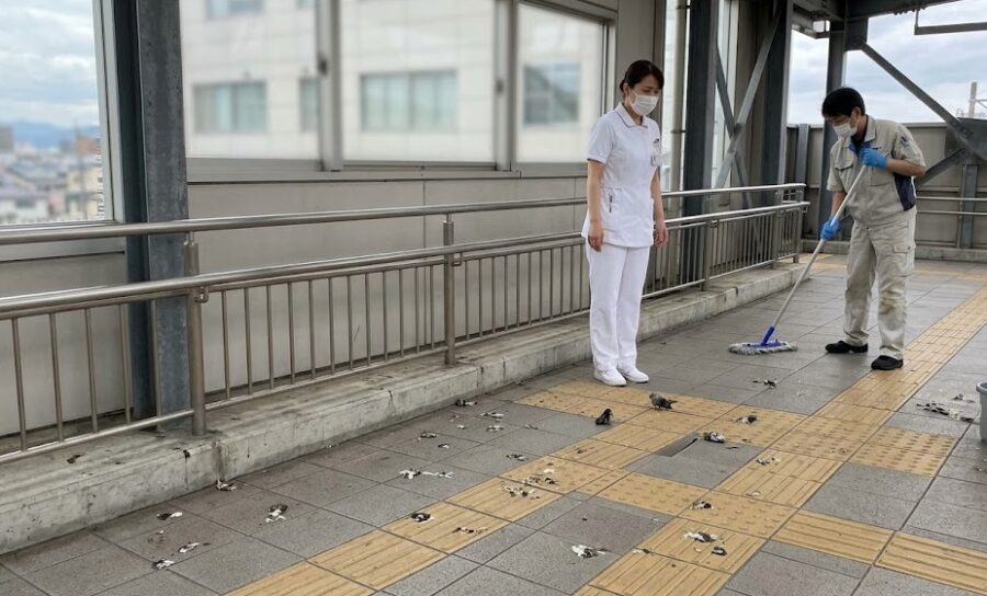 ハト 病院 北九州市