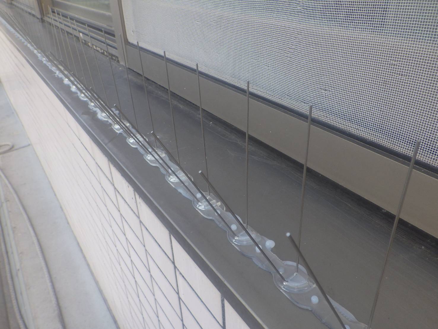 ハト　フン　小倉